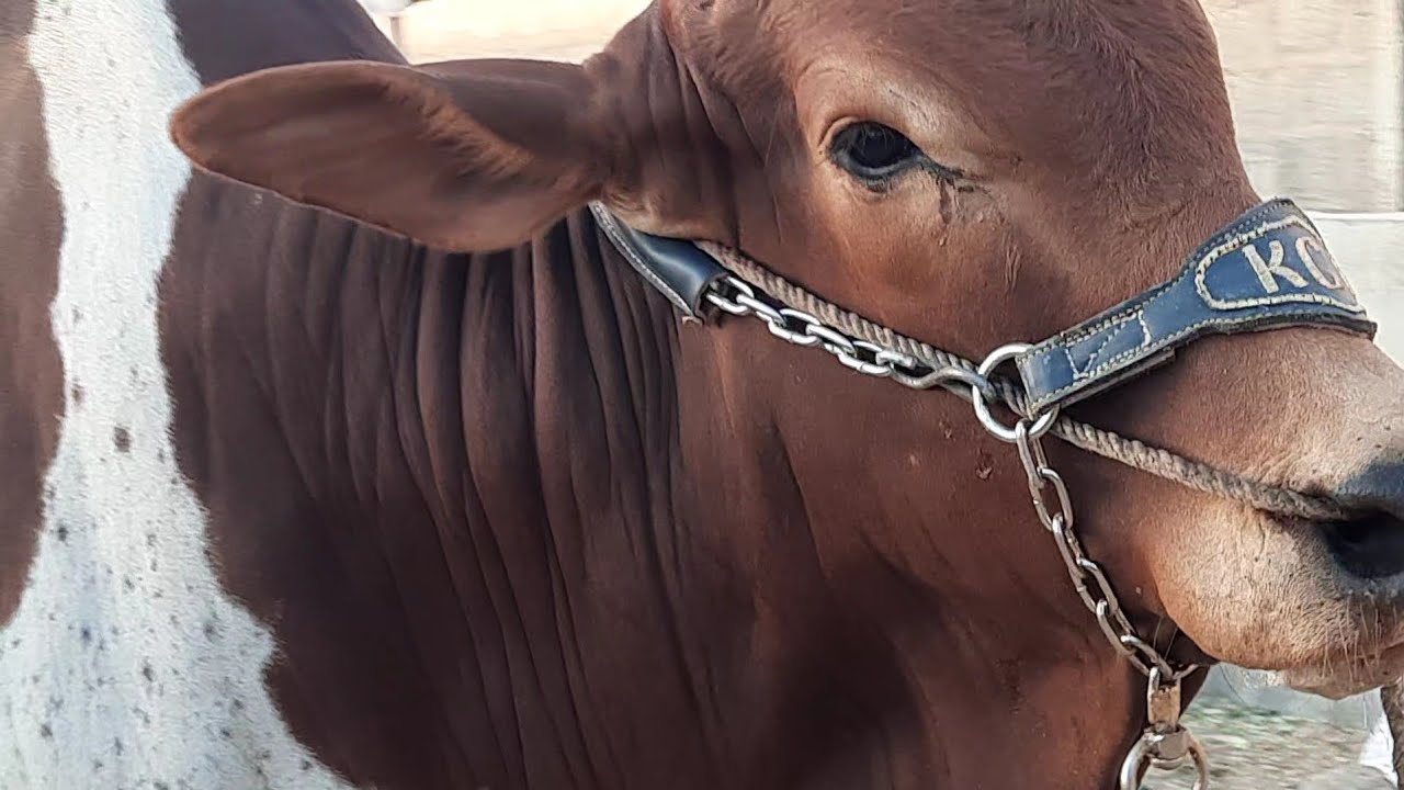 REVEALING OUR FIRST BULL || FORM KARIM'S CATTEL FARM || SAM ENTERTAINMENT BY SAMEED