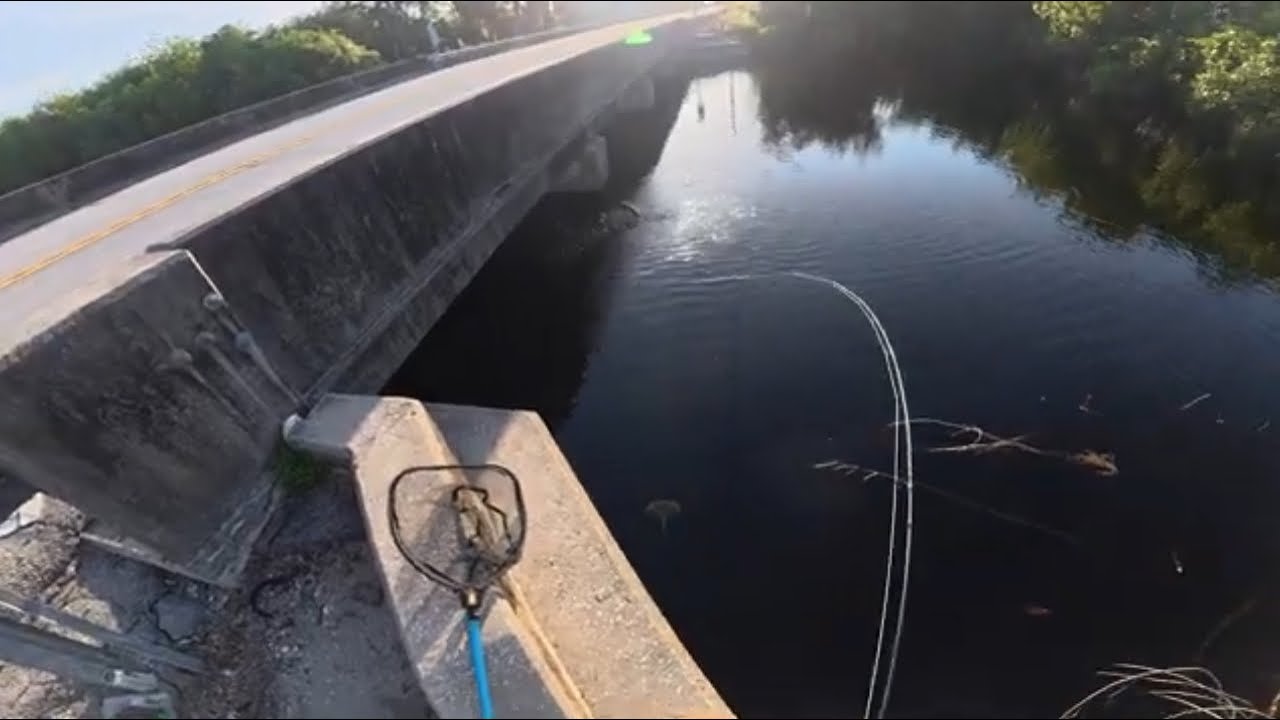 Tamiami Trail Fishing for the Silver Kings