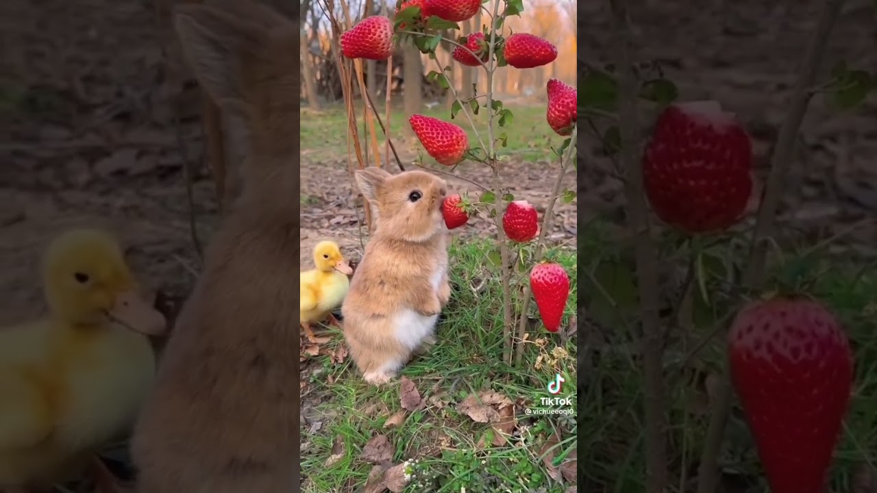 schattig konijntje