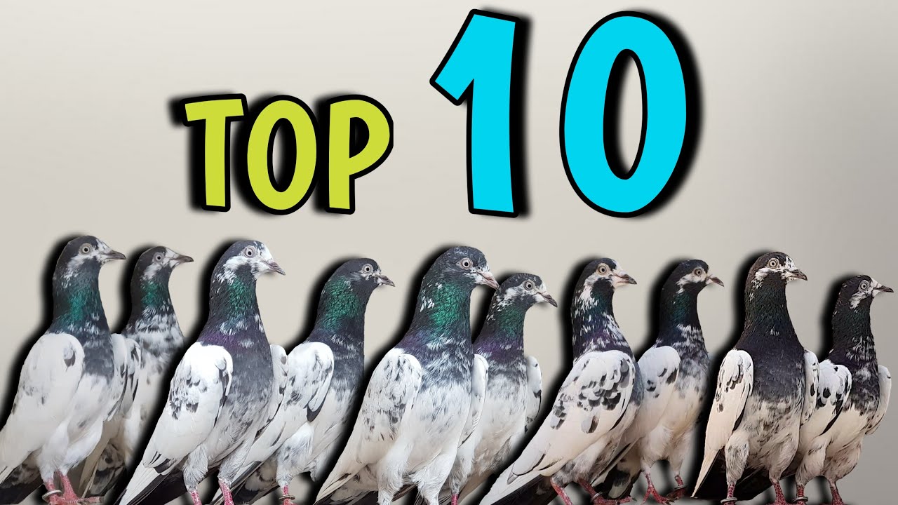 Top 10 Pigeons in the World