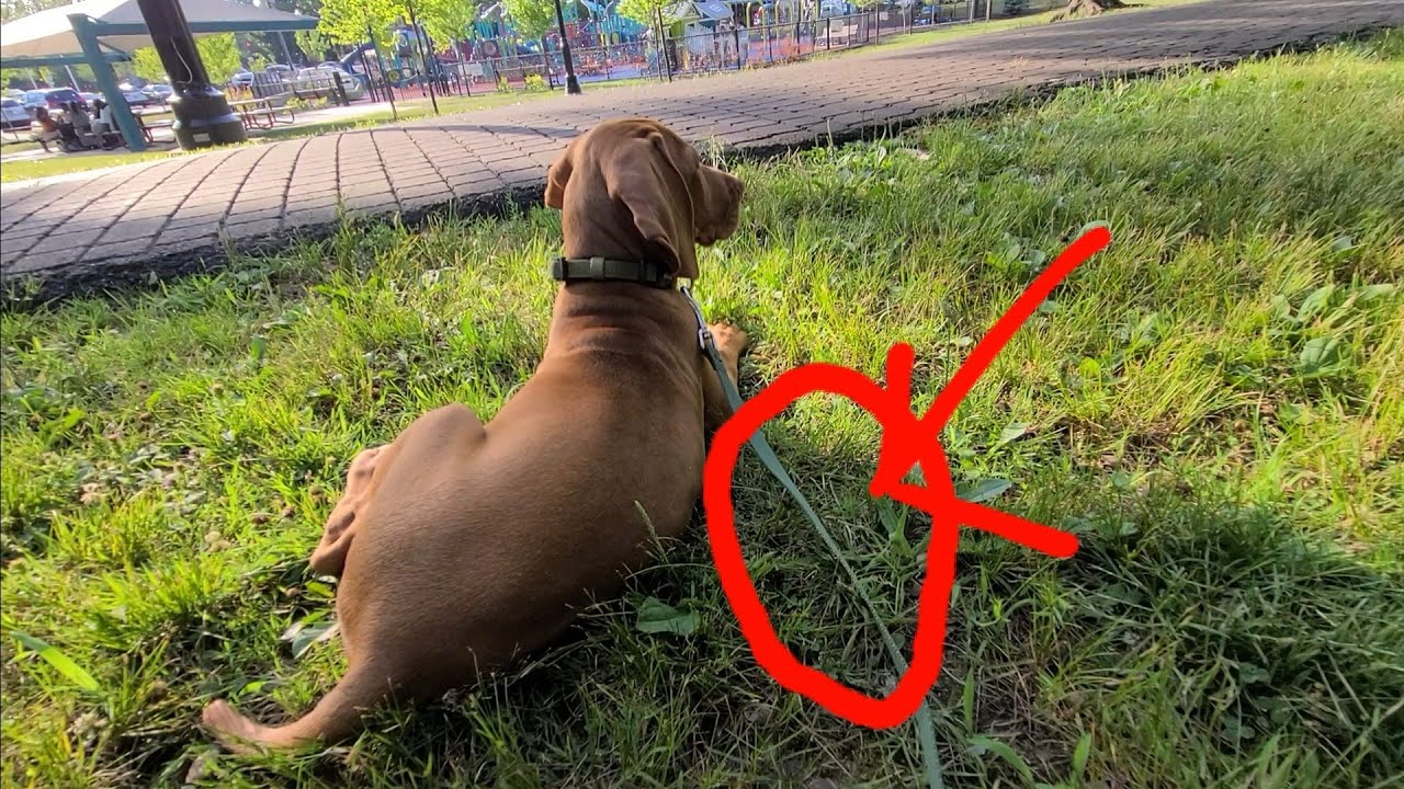HOW TO LEASH TRAIN A VIZSLA PUPPY