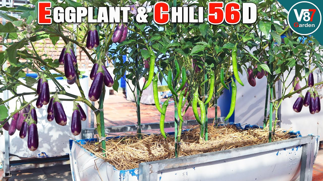 How to Reuse Soil After Harvest | Crop Rotation with Eggplant & Chili in Containers