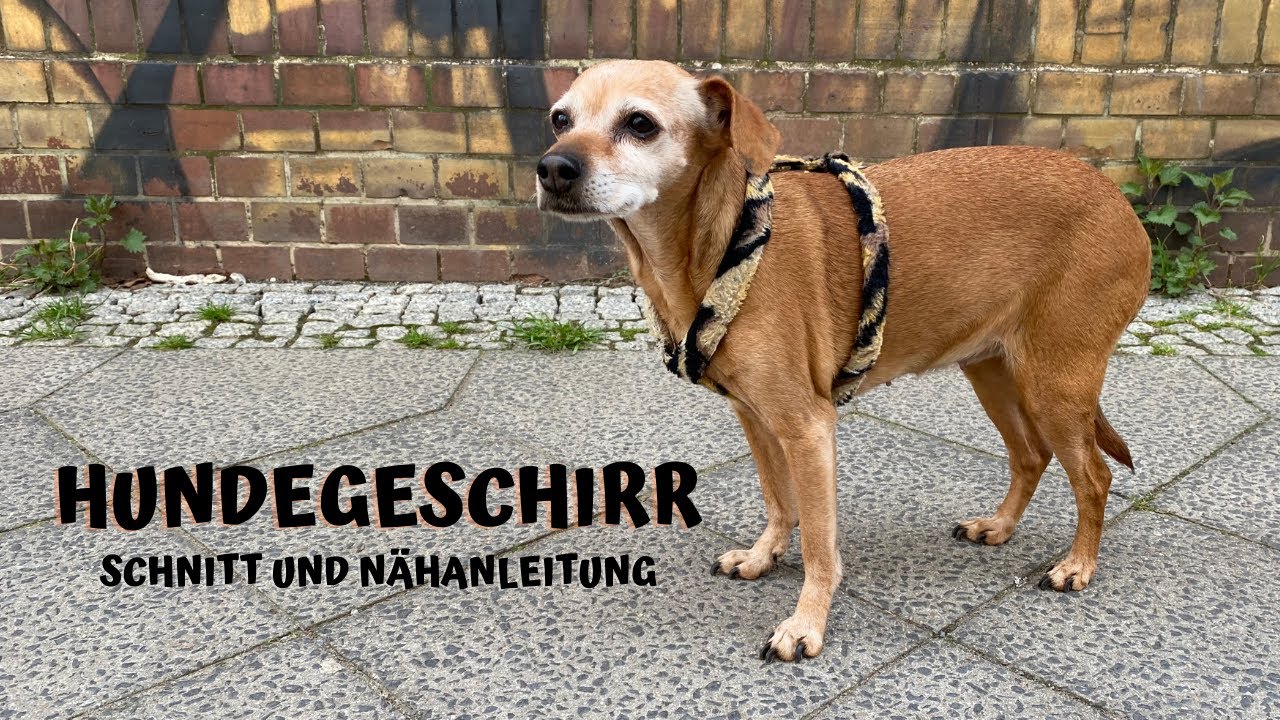 ✂️ Hundegeschirr nach Maß selber machen, DIY, Schnitt plus Nähanleitung