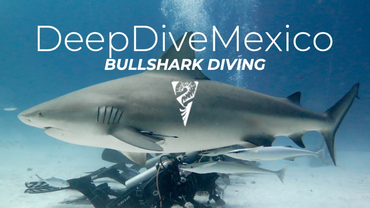 Diving with Bullsharks - Tauchen mit Bullenhaien - DeepDiveMexico