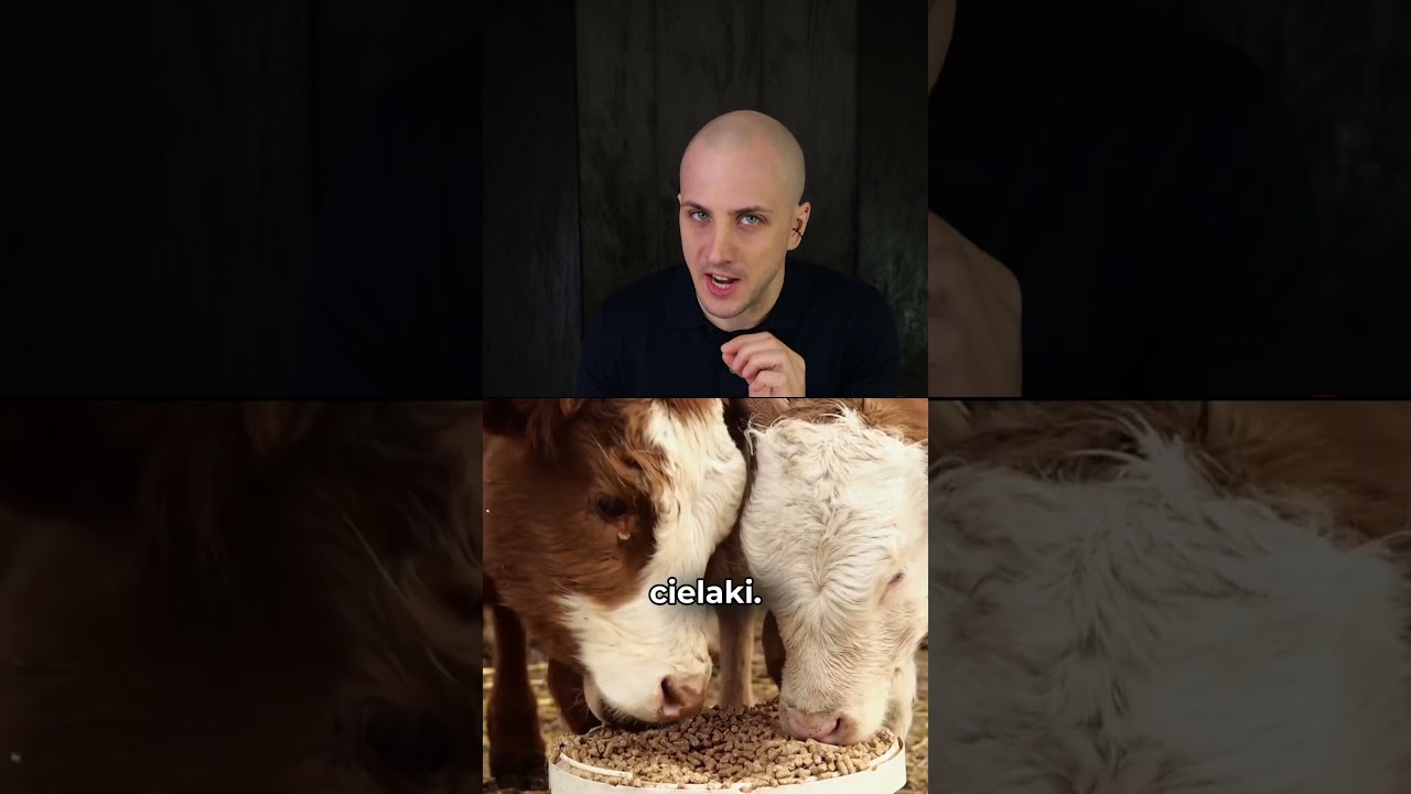 Czy mleko UHT to trucizna? 🍼