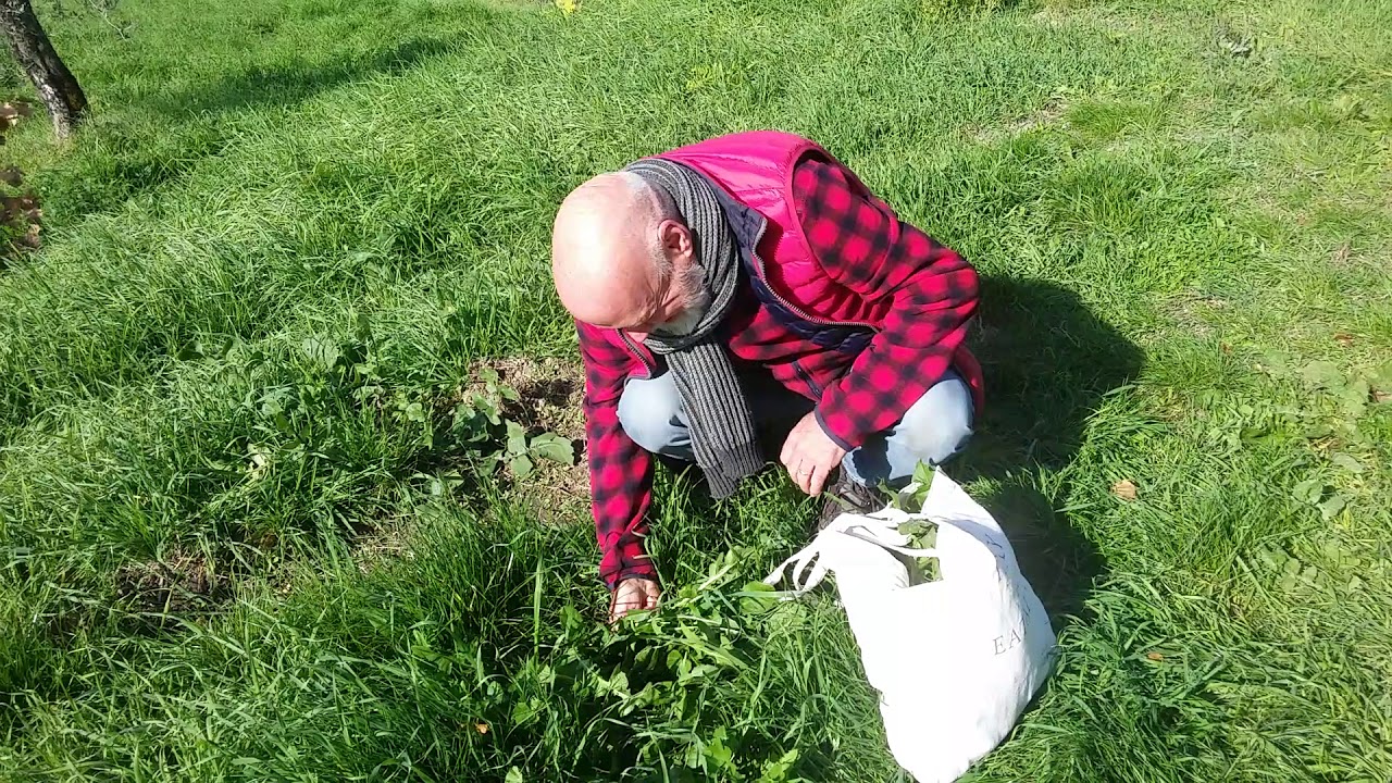 Roughcut #2: Foraging for Wild Chicory