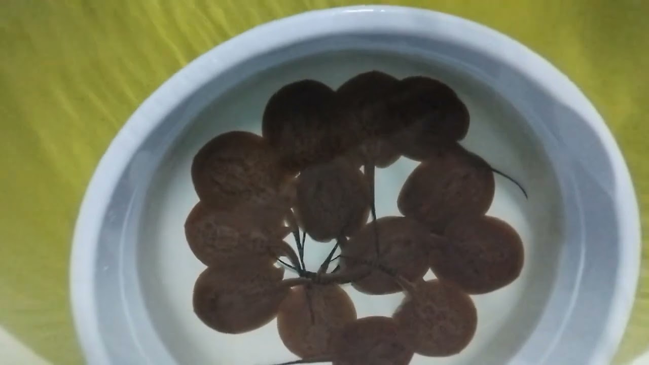 12 กุมภาพันธ์ ค.ศ. 2026