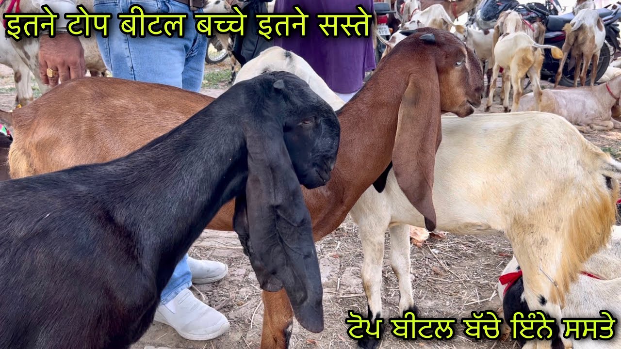 टोप बीटल बच्चे इतने सस्ते @farming baba top quality beetal kids cheap price nathowal Bakri bazar