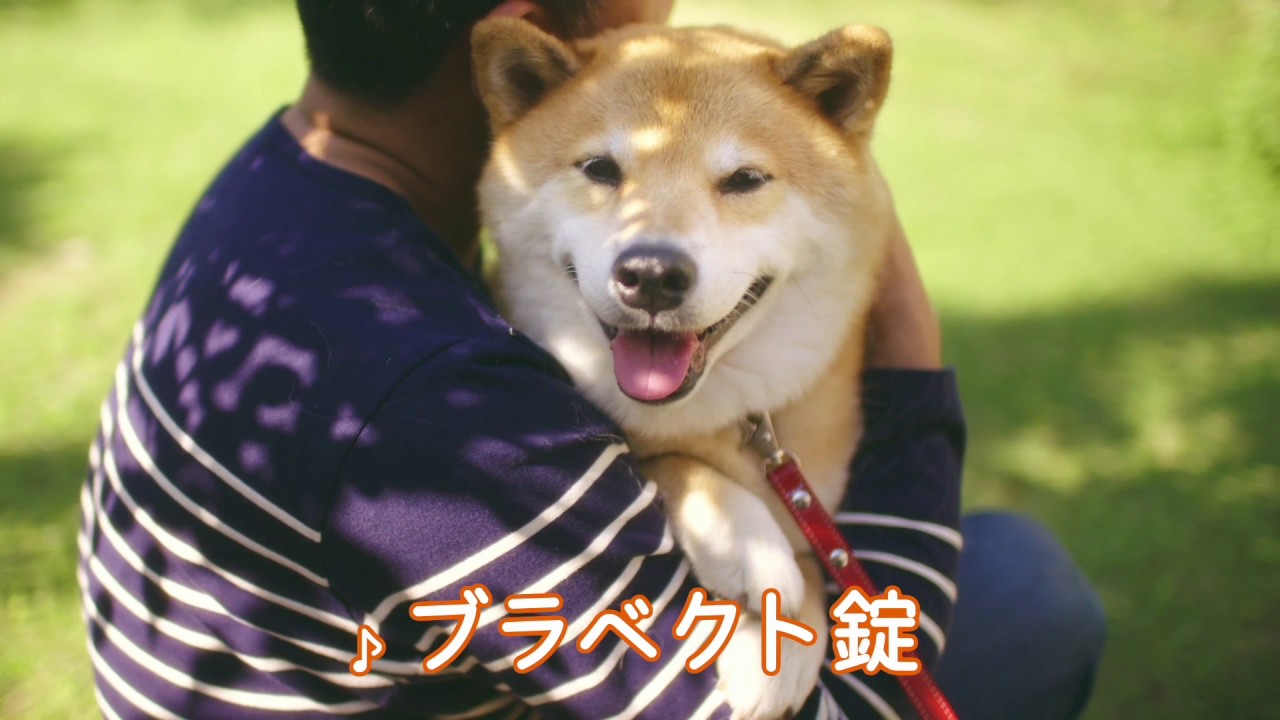 柴犬　まる　テレビCM