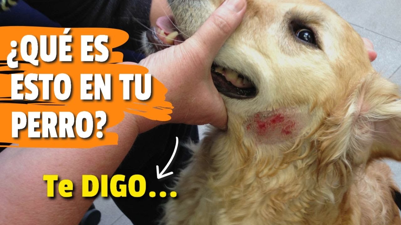 &iquest;QU&Eacute; son los PUNTOS CALIENTES en PERROS?: 🐶💥 Causas, S&iacute;ntomas y Remedios