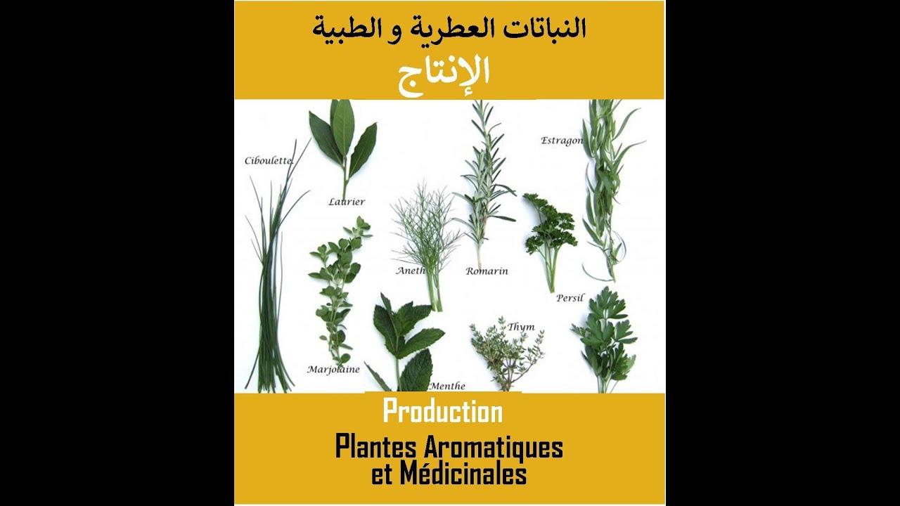 PAM (Technique 3/3 : Bonnes pratiques de production :  الممارسات الجيدة للإنتاج