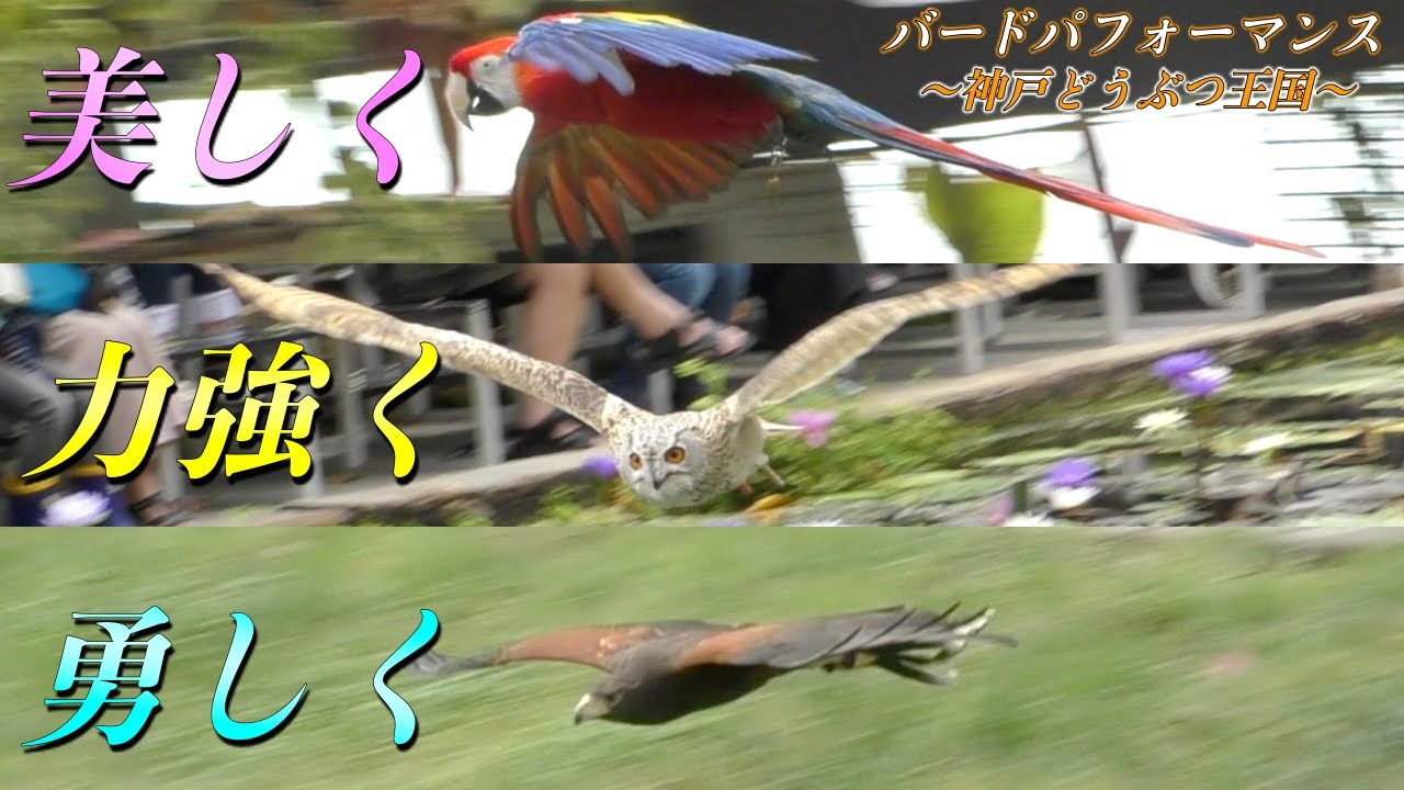 【凄い！】大迫力のバードパフォーマンスショーat神戸どうぶつ王国【実際に見てほしい】