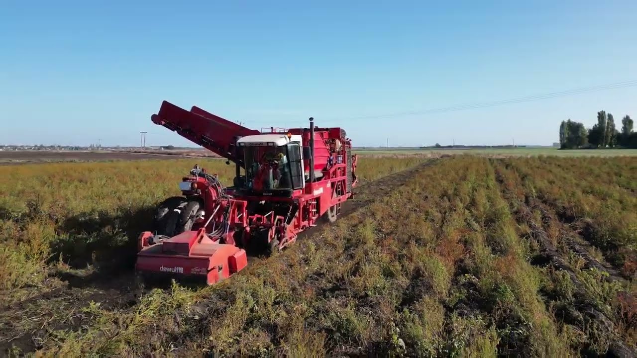 Potato Harvesting in Fenland on a windy autumnal day
