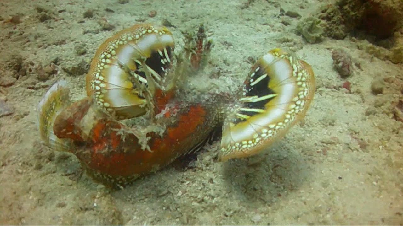House Reef & Mid Reef - Kapalai - Malaysia, Diving with Scuba Junkie