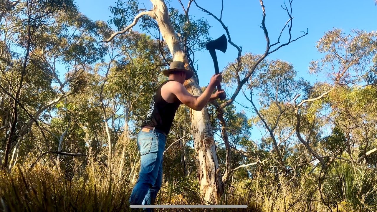 Felling and limbing Pinkgum with Engineered for Axemen Chopper 200 Axe (uncut footage)