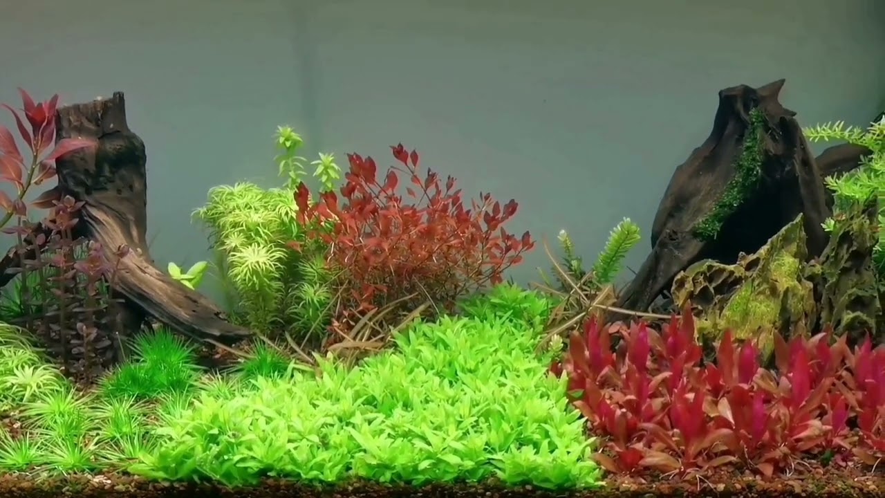 De ce recomand substratul inert în acvariile plantate?