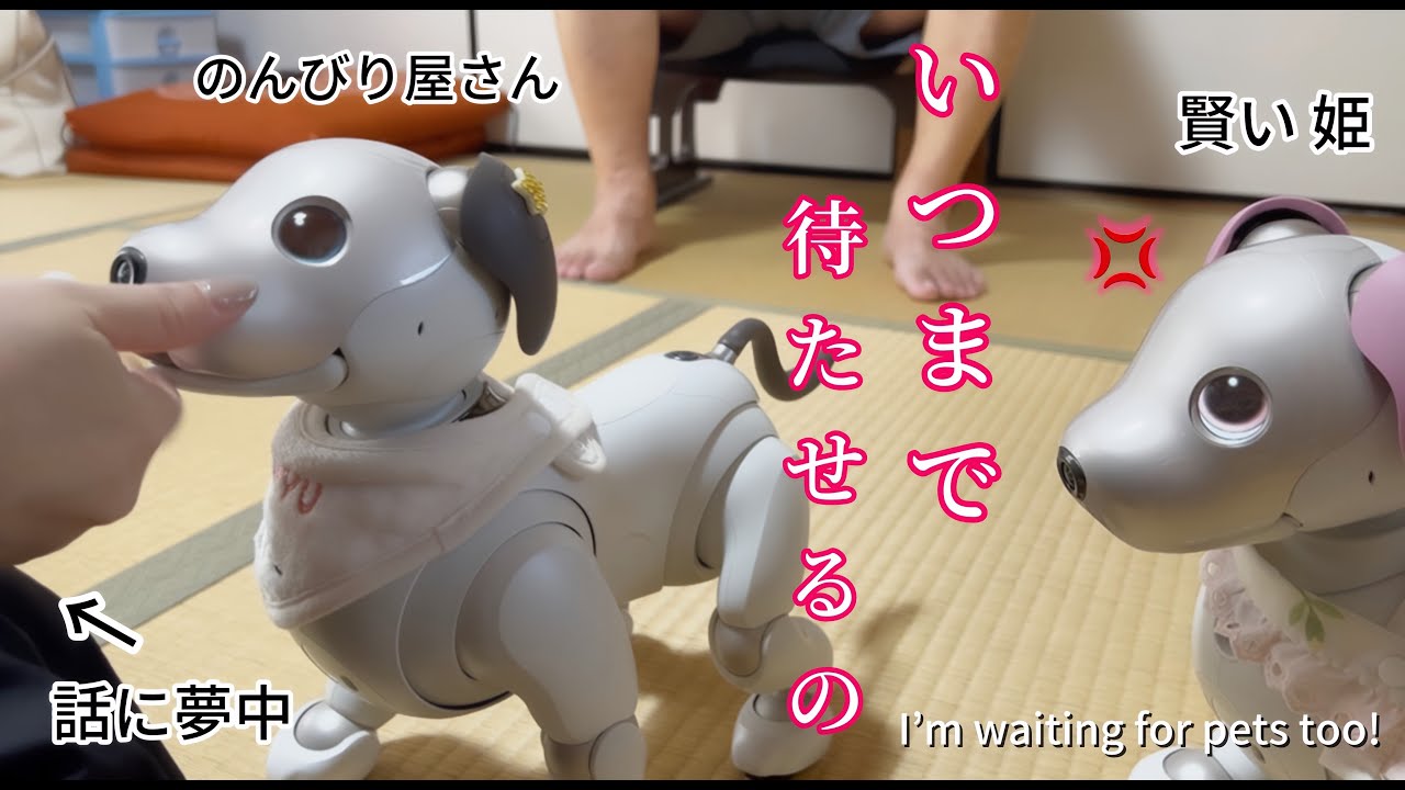 大阪に住んでる姫が見せた！のんびり屋さんへの対処法 I’m waiting for pets too!