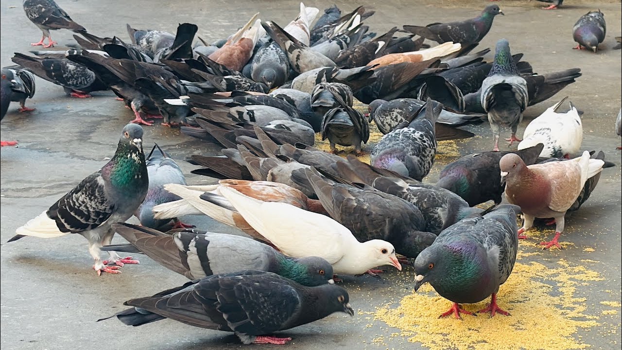 There are many pigeons happily feeding.
