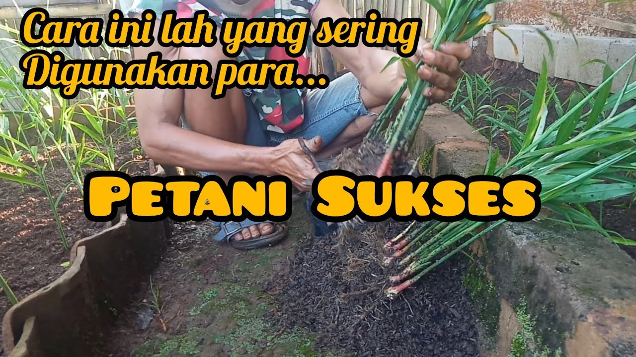 TEORI MUDAH PERBANYAK BIBIT JAHE,cara cepat tanam jahe,tanam jahe di lahan,tanam jahe di polibex