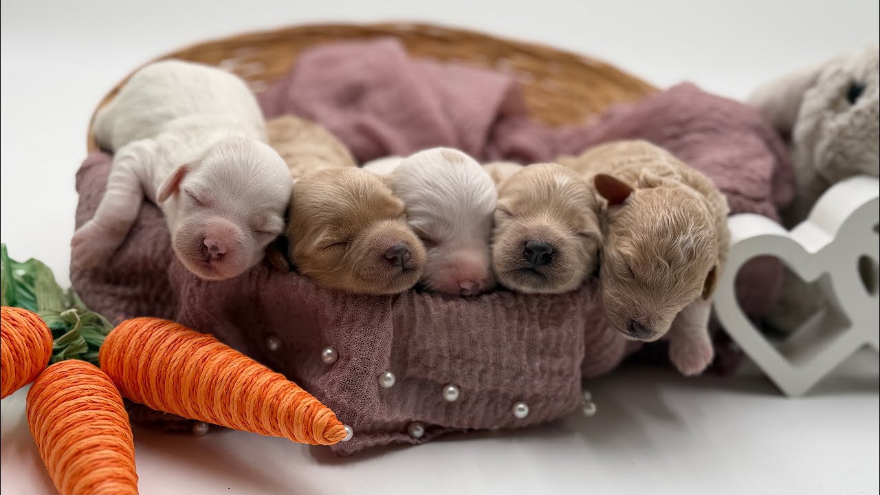 Lucy-Flynn 3/8/26 Havapoo puppies 6 days old 