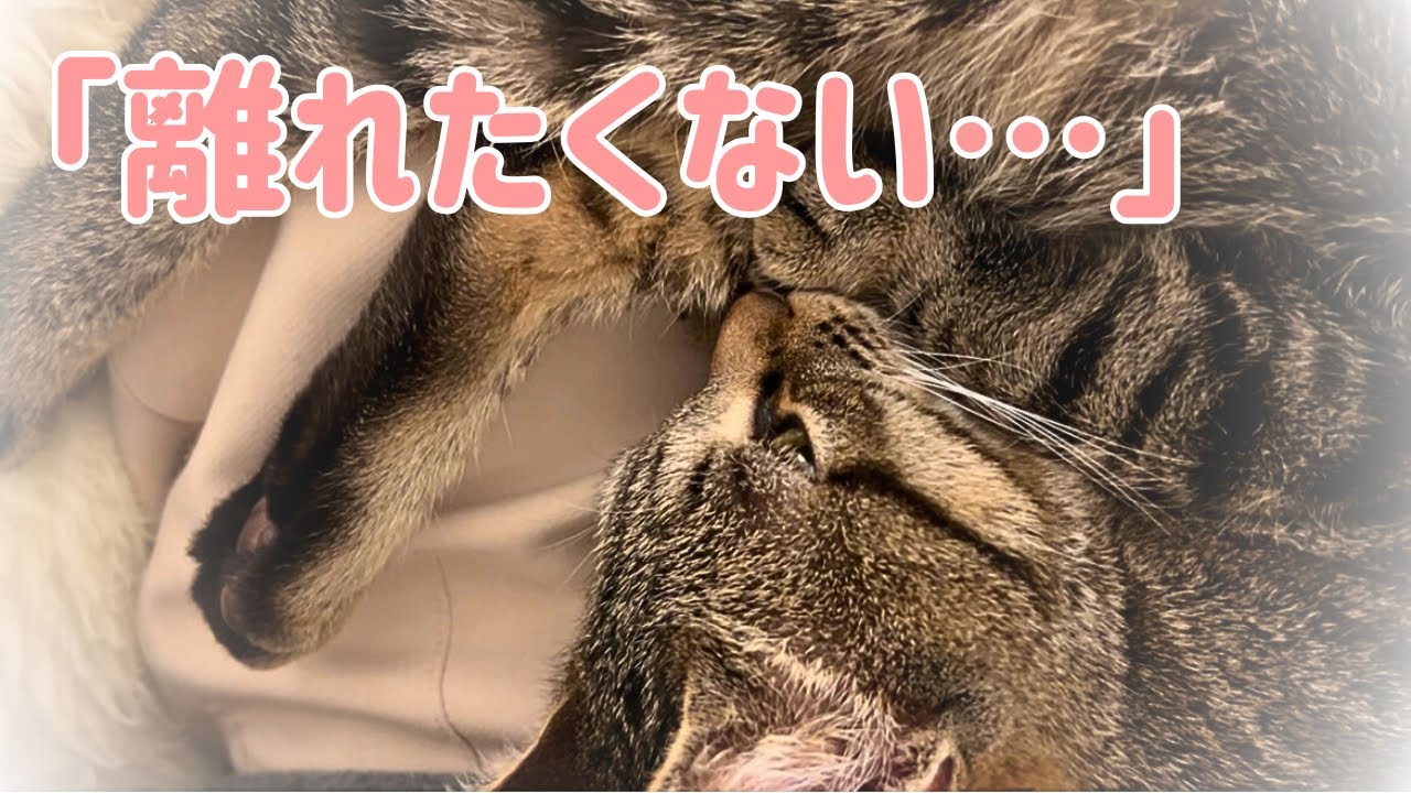 元保護猫が甘えん坊すぎて、2時間以上飼い主から離れません。