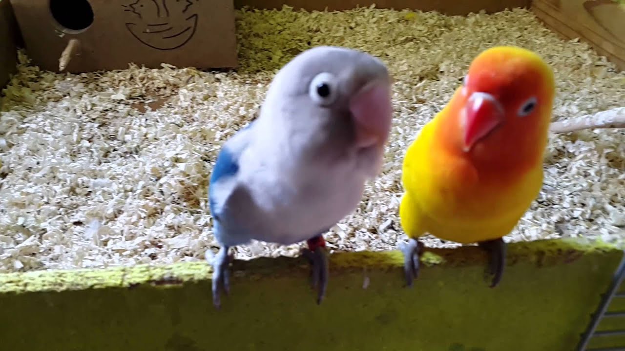 Sonidos de agapornis !! CANTO dE aGapoRnIs (HERMOSA melodia 🐣)