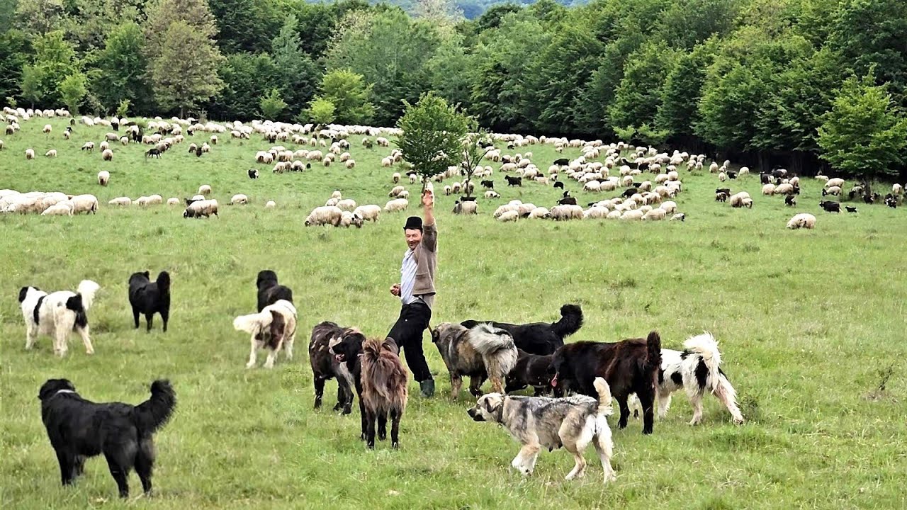 PESTE 20 DE CAINI CIOBANESTI ALUNGA URSUL PRIN PADURE,SA NU ATACE OILE LUI MARIN CHIOJDEANU.