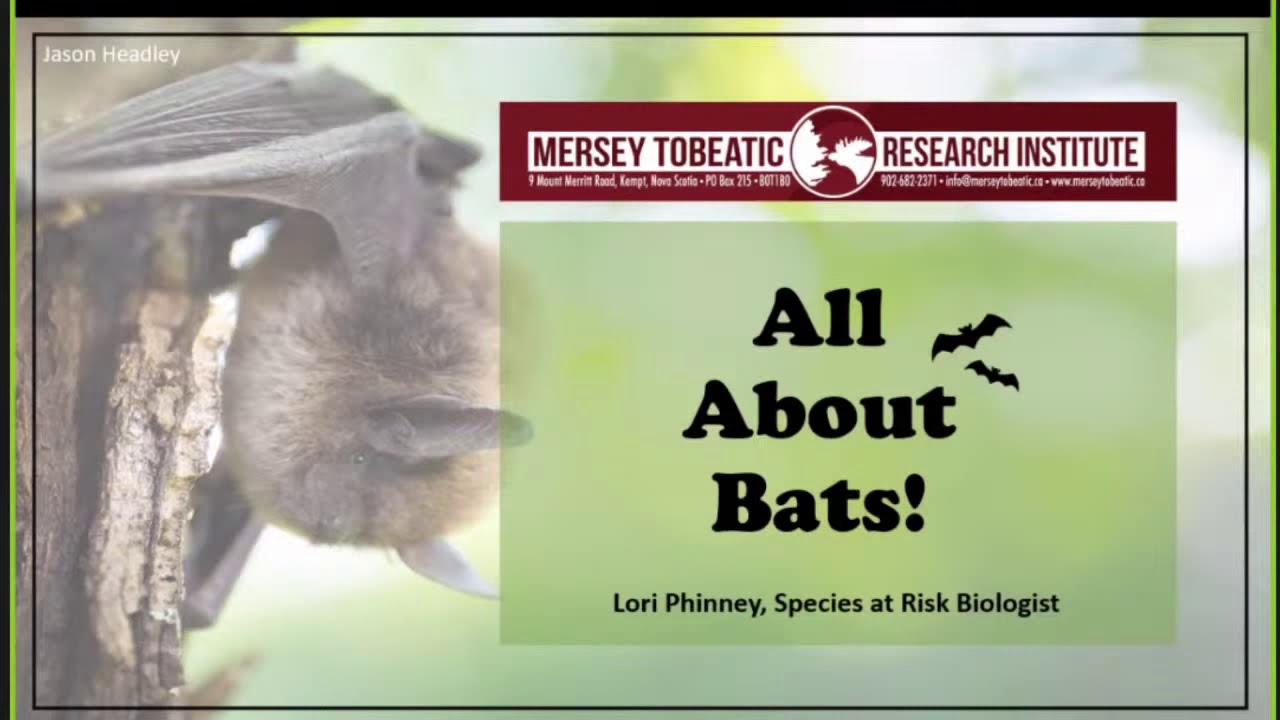 Creature Feature: All About Bats! with Mersey Tobeatic Research Institute