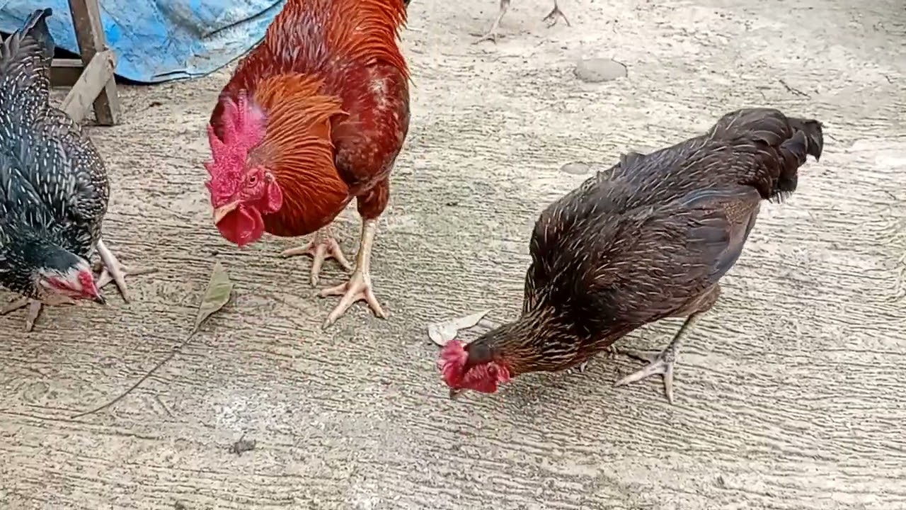 Ayam kampung 🐔 super 