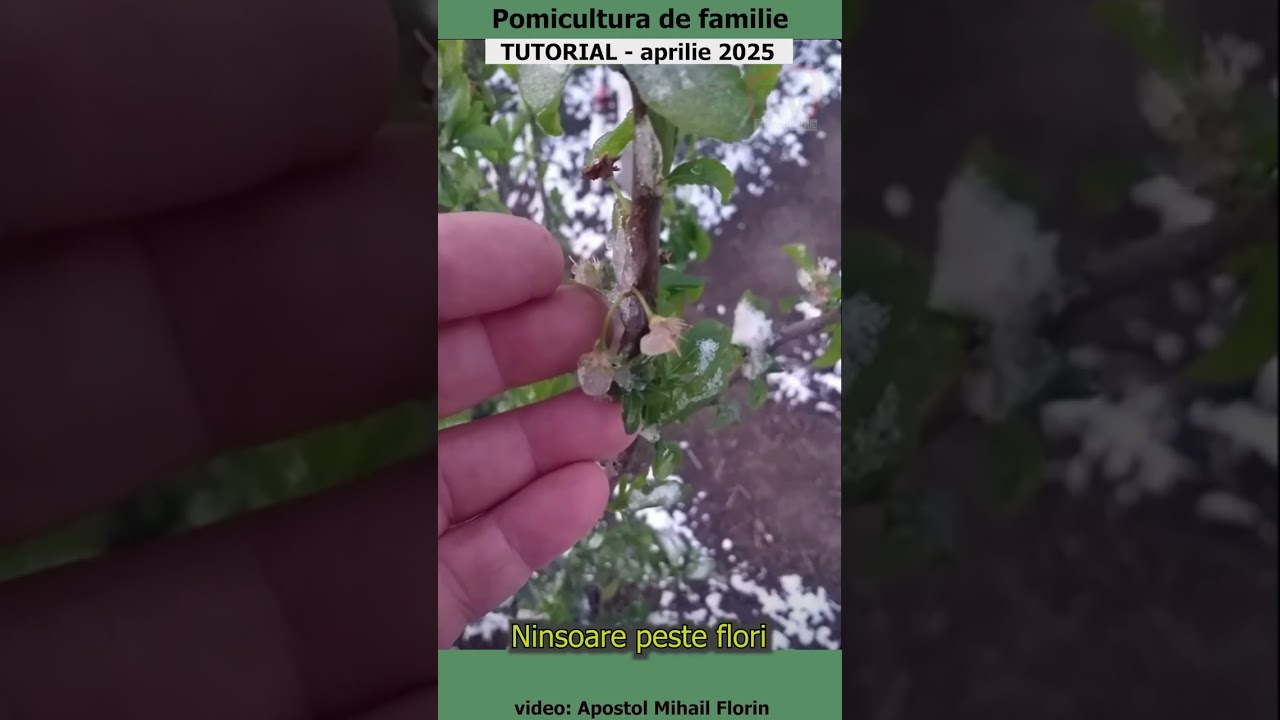 Pomicultura de familie - Ninsoare peste flori