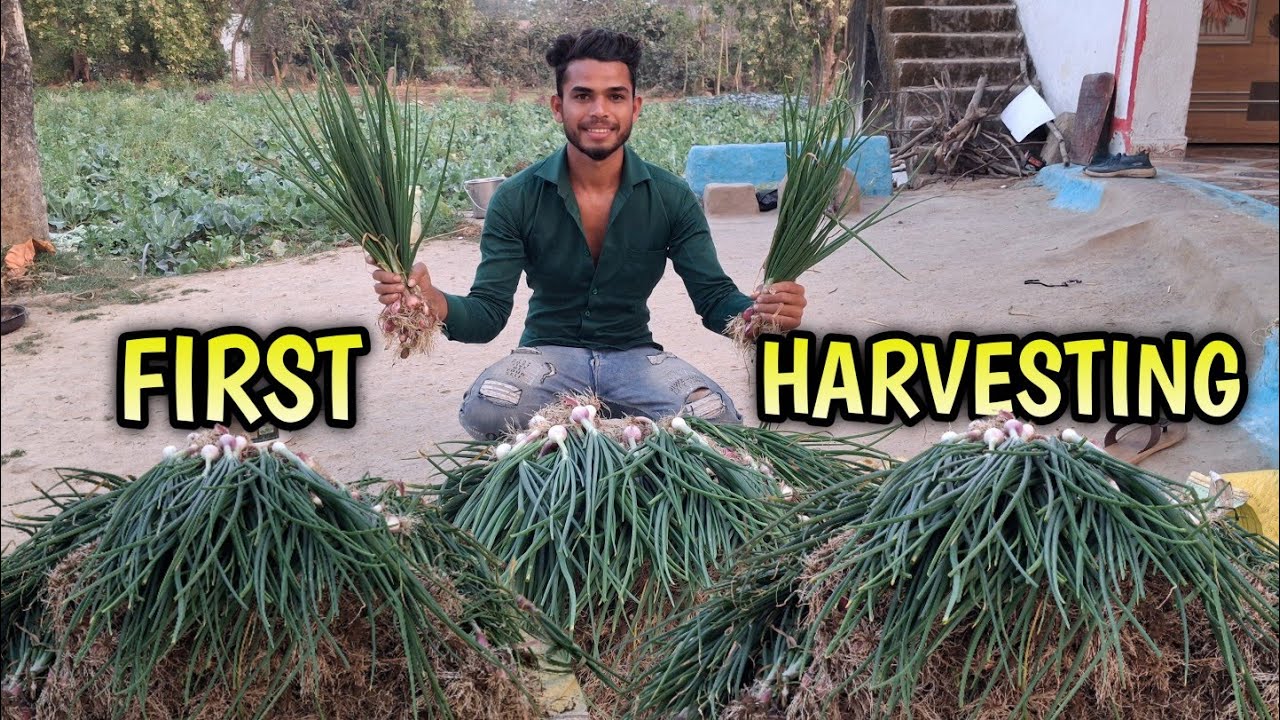 First Harvesting Of Onion Bhaji How Much I Earn After Sell?🤑