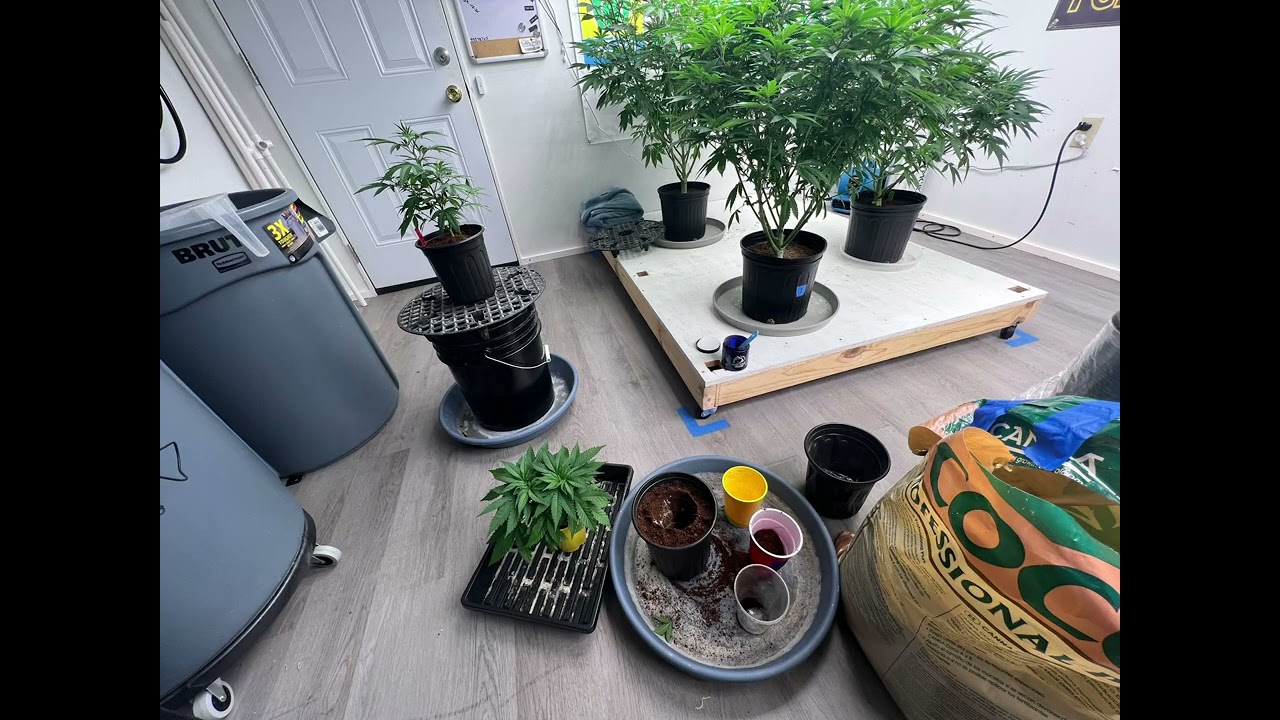 Coco cannabis grow. Transplant day.
