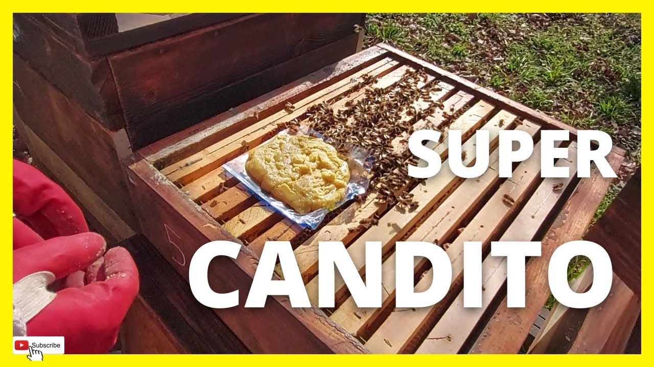Posa candito fai da te || Apicoltura 2023