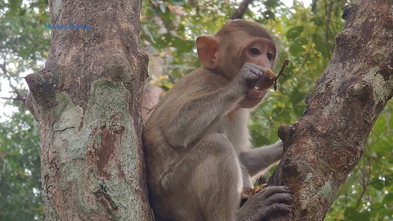 Sweet pea JR cute baby monkey eating Lognan