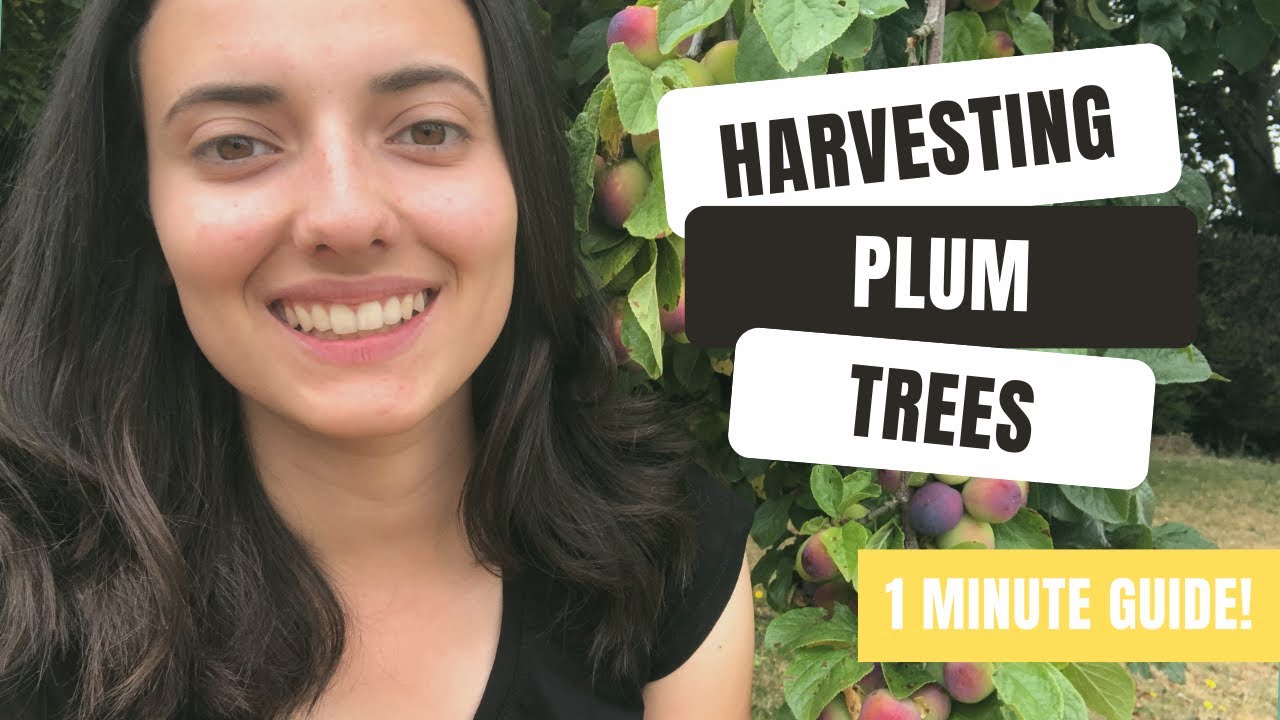 How (And When) To Harvest Plums For Delicious Fruit!