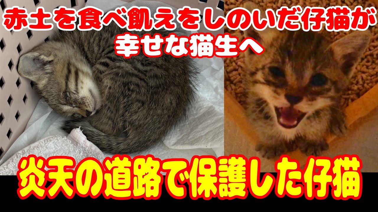 保護猫活動55｜ラッキーのずっとのお家が決まりました