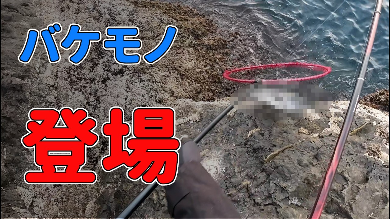 遂にバケモノの正体が判りました（磯釣り・フカセ釣り・グレ釣り）