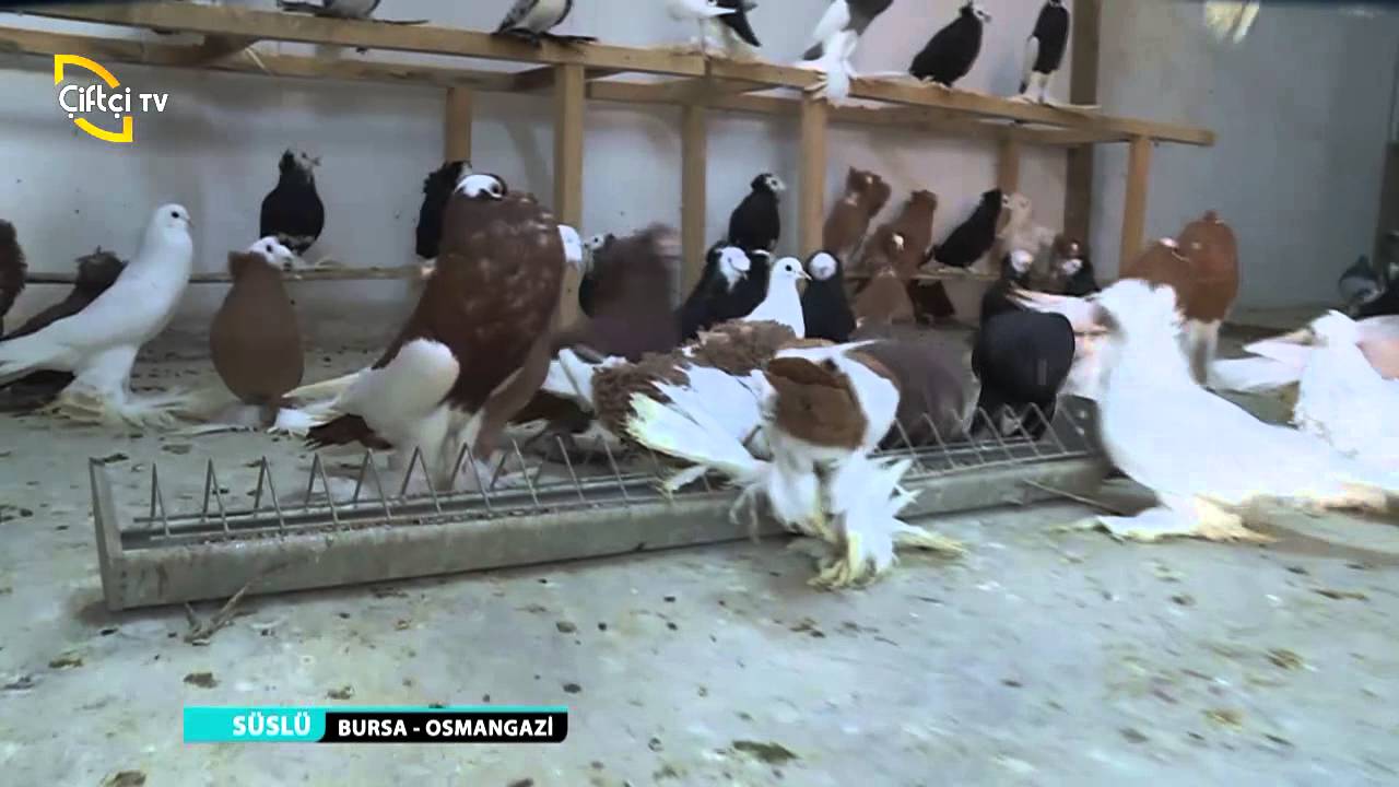 SÜSLÜ/1.BÖLÜM-BALON GÜVERCİNLERİNİN ÖZELLİKLERİ/BURSA-OSMANGAZİ