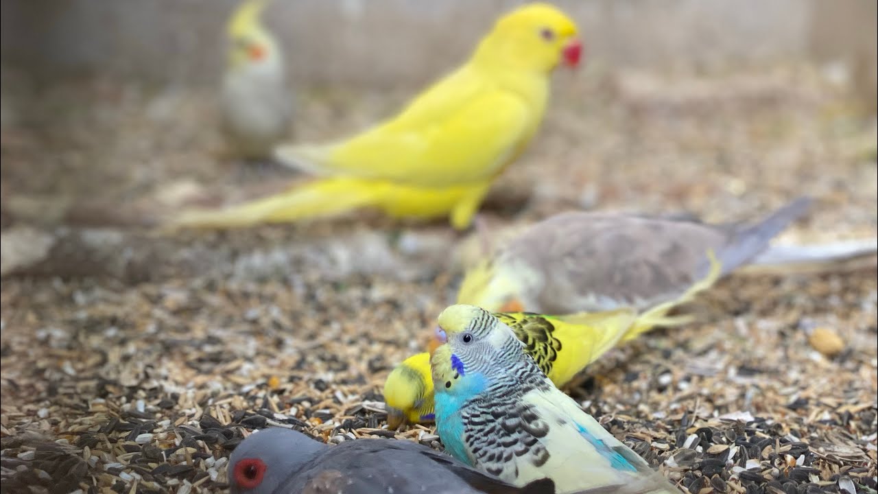 Fascinating chirping of birds #asmr #birds #birdsavairy (Episode-32)