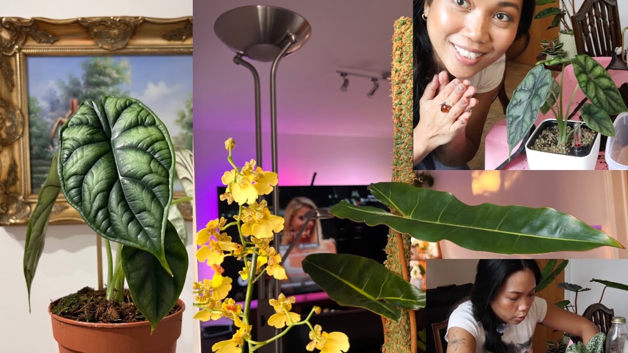 Starting a plant collection as an adult hobby Ep. 12