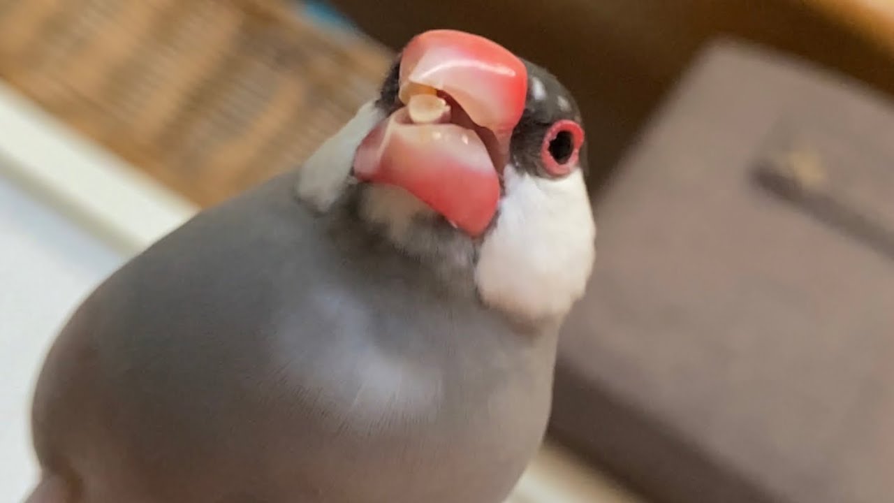 文鳥が餌の皮を剥いて食べるところをスローで見たら凄かった  Java sparrow