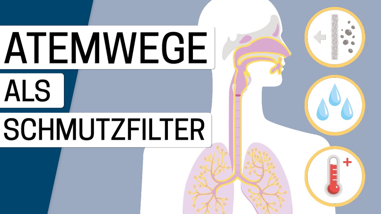Wie funktioniert das Atmen?