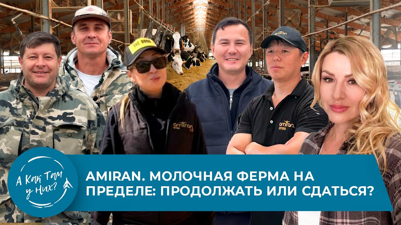 Amiran. Молочная ферма на пределе: продолжать или сдаться?