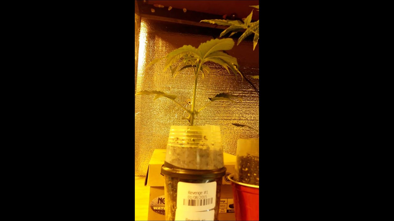 Male and female seedlings