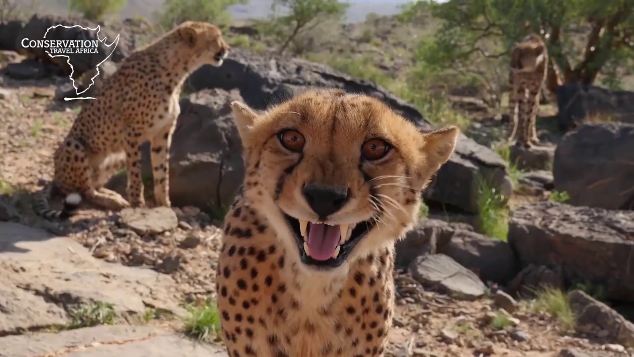 Carnivore Conservation in Namibia