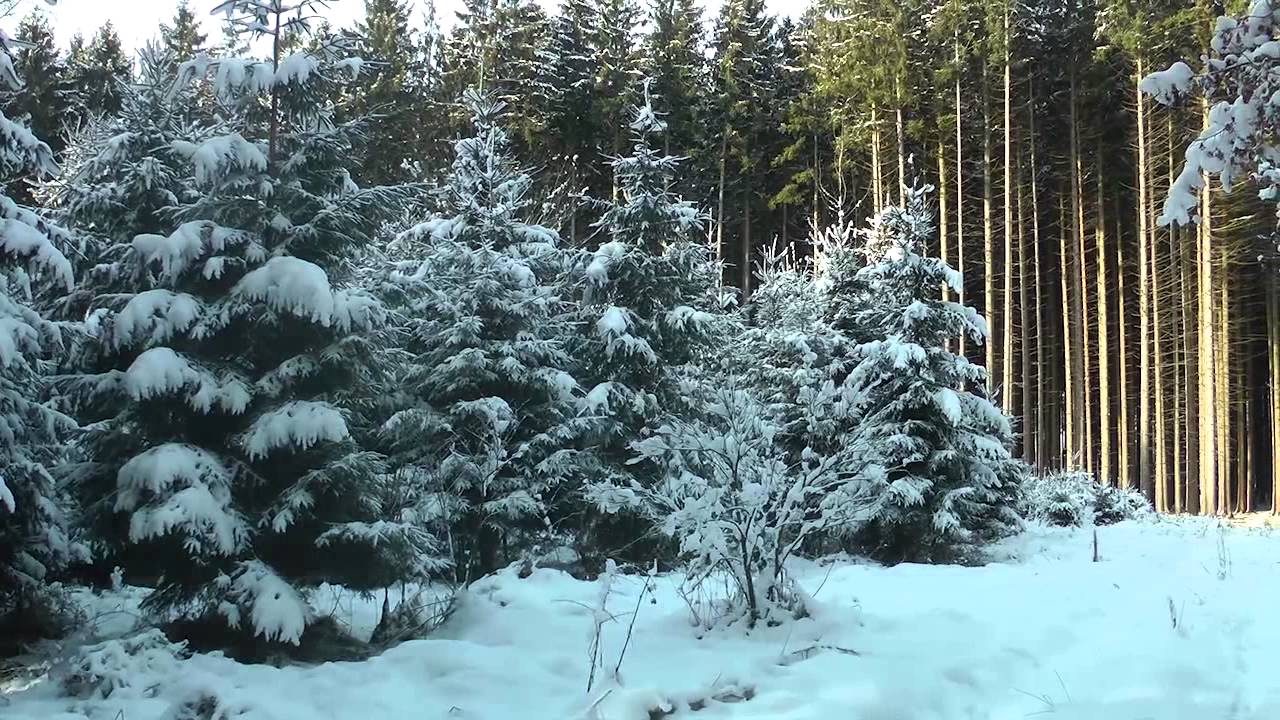 Nebel Winter (HD)