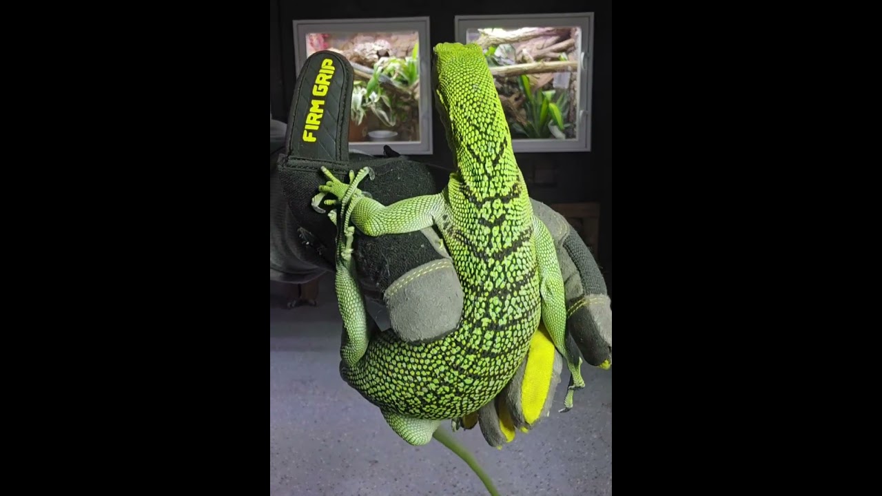 Species Spotlight 🔦: Green Tree Monitor (Varanus prasinus)