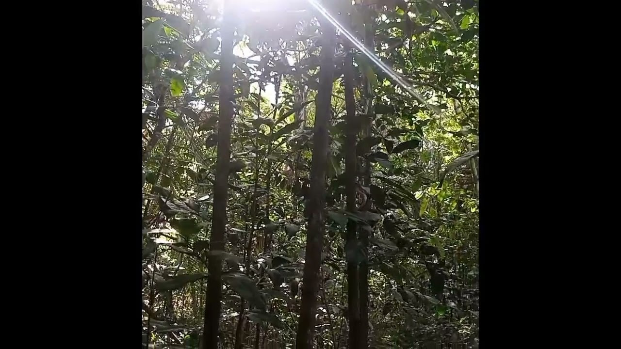 como indentificar beriba na mata ( e entre outras madeira para confeccionar berimbau)
