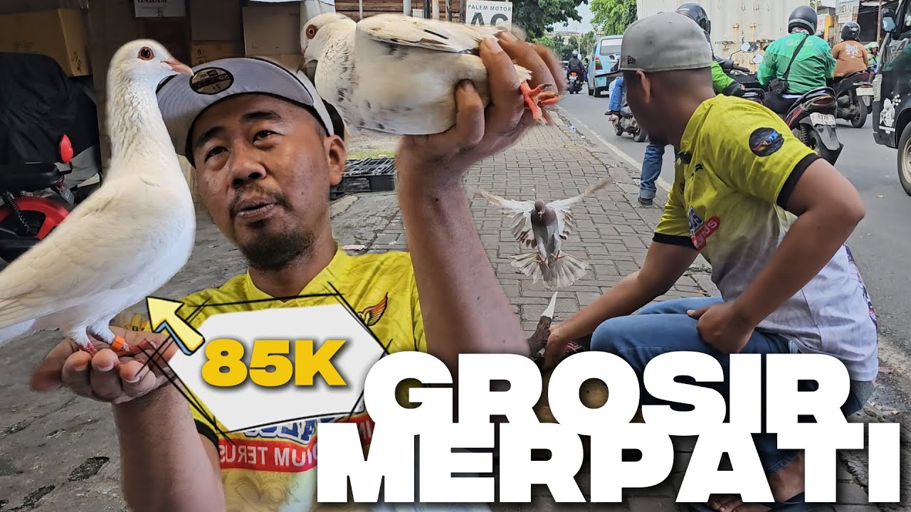 KIOS MERPATI TERMURAH!!! CEK HARGA BIKIN MELONGO DI KIOS GROSIR BURUNG DARA PASAR MINGGU