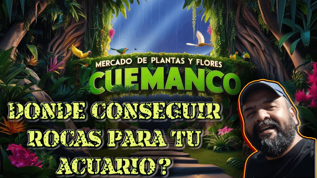 LAS MEJORES ROCAS PARA TU ACUARIO....DONDE COMPRARLAS?